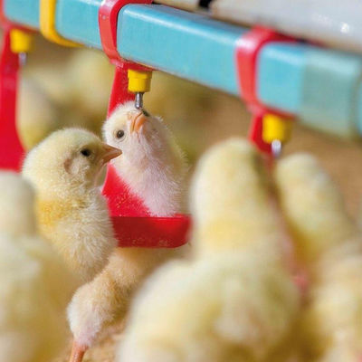330mm Peminum Pengumpan Unggas 65 sistem makan otomatis broiler Untuk Unggas