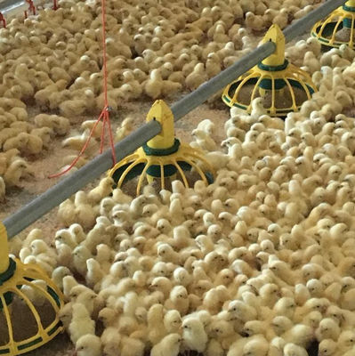 Peminum Pengumpan Unggas Otomatis 45-65 Sistem Minum Broiler